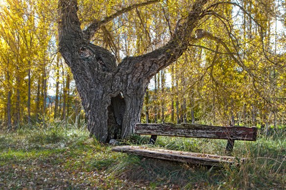 Banco solitario de la Arboleda