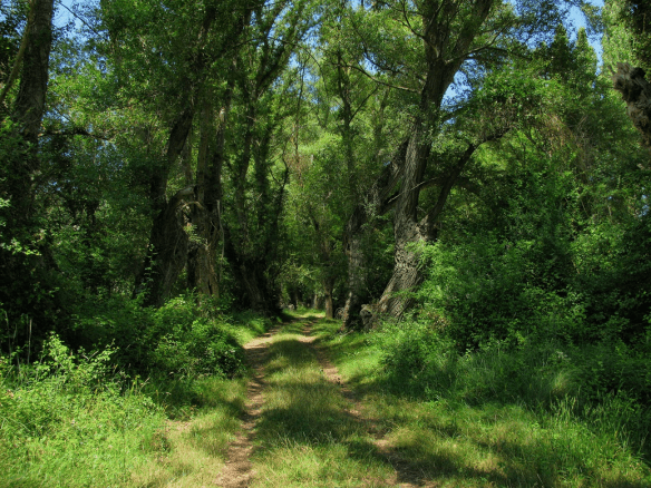 Primavera en la arboleda